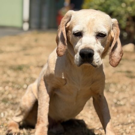 Baiko - Chien à adopter