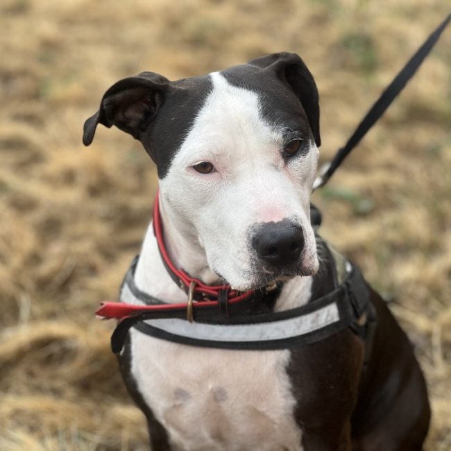 Boga - Chien à adopter