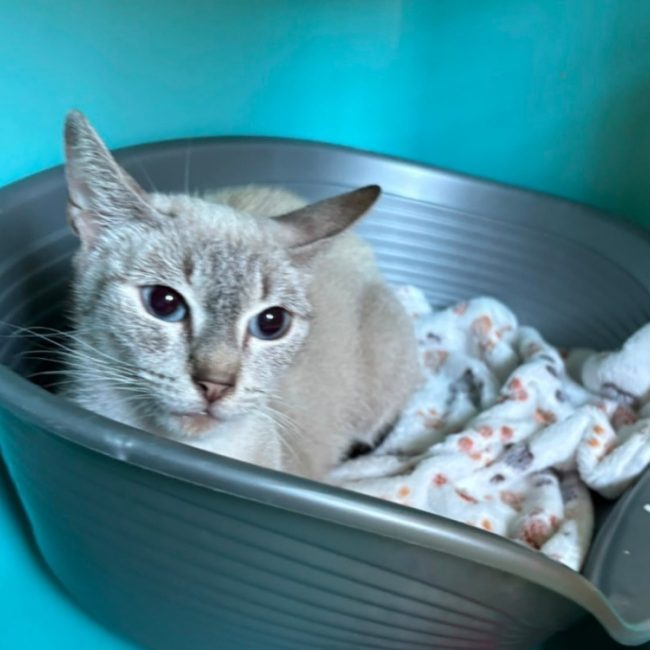 Tinda - Chat Siamois à adopter