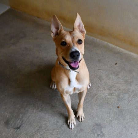Juliette - Chien Berger à adopter