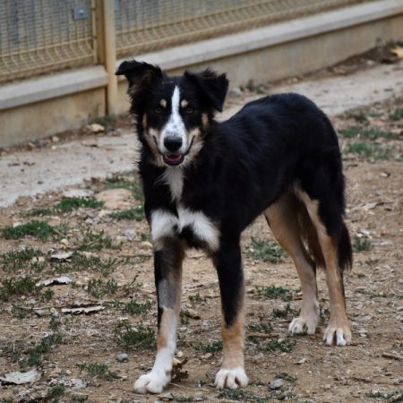 Sam - Chien Border Collie à adopter
