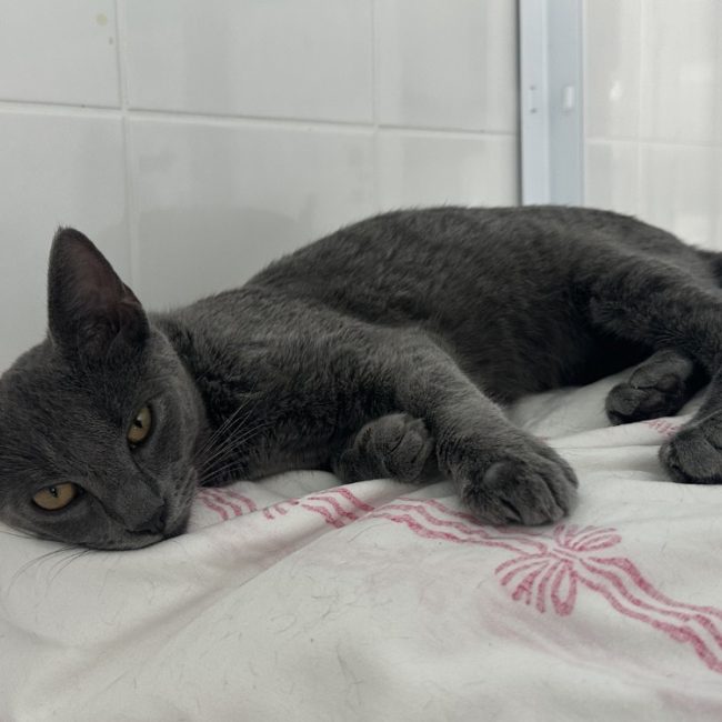 Esra - Chat à adopter