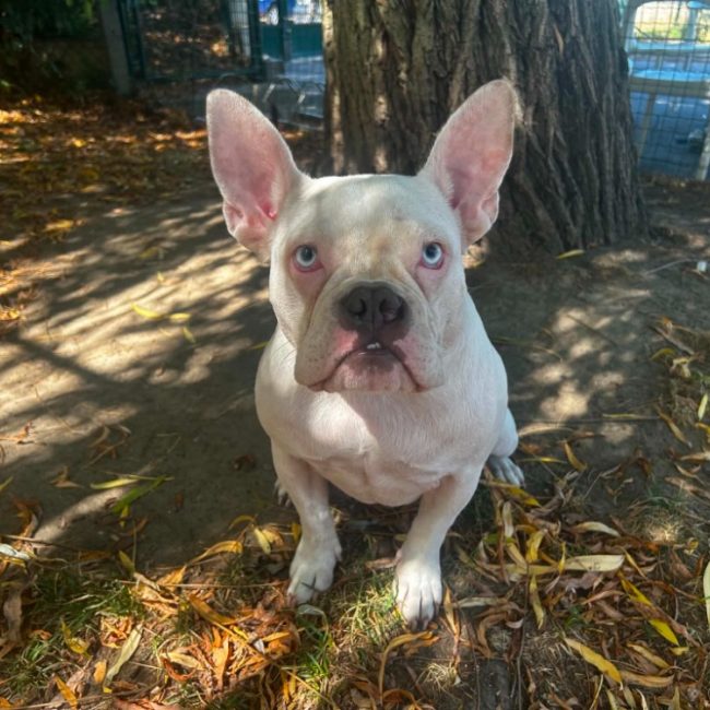 Bidoux - Chien American Bully à adopter