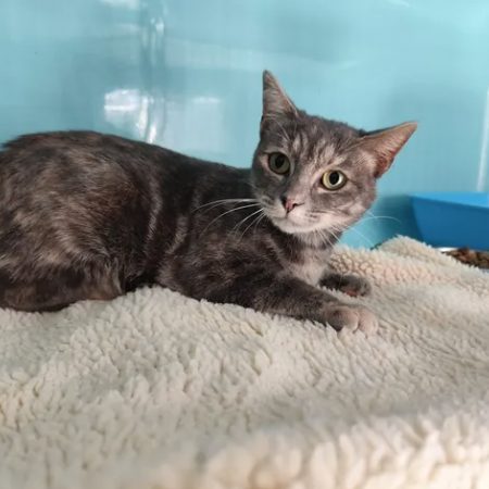 Gaia - Chat Européen à adopter