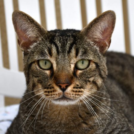 Chaminou - Chat Européen à adopter
