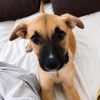 BAO