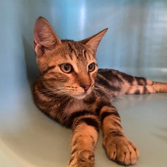 Romeo - Chat Européen à adopter