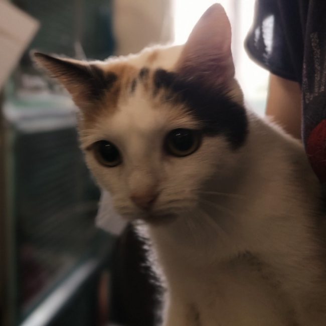 Suli