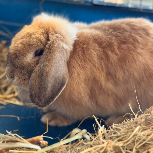 Bibiche - Rongeur Lapin à adopter
