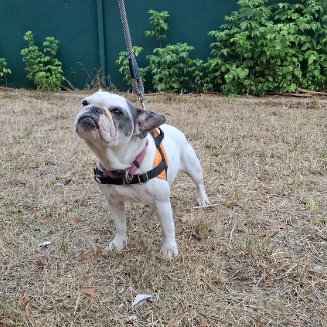 Taliaa - Chien Bouledogue Français à adopter