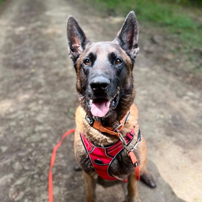 Salto - Chien Berger Belge Malinois à adopter