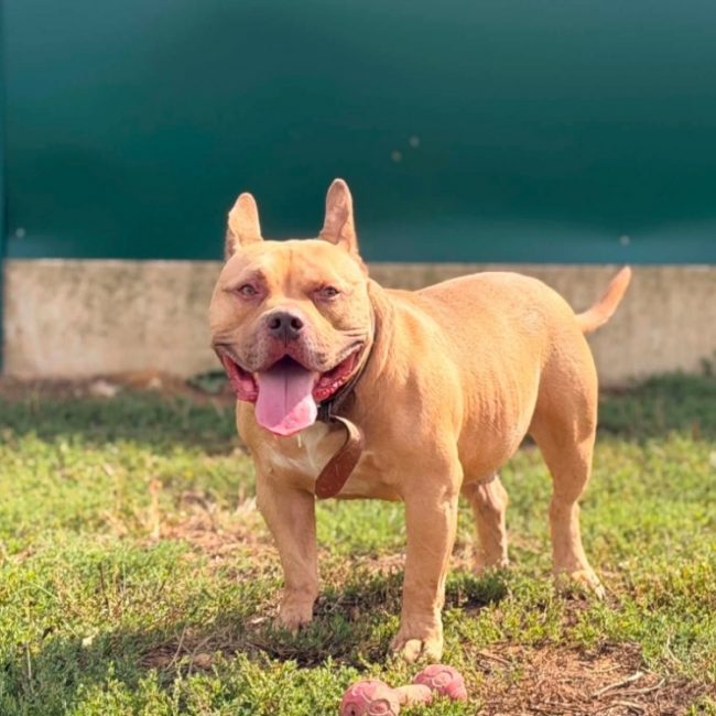 Tyson