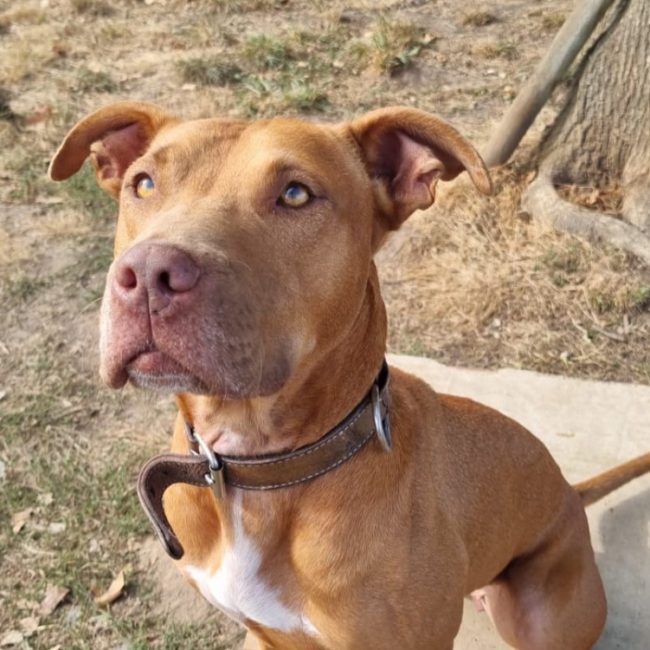 Athena - Chien Dogue de Bordeaux à adopter