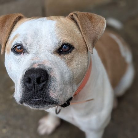 Taison - Chien à adopter