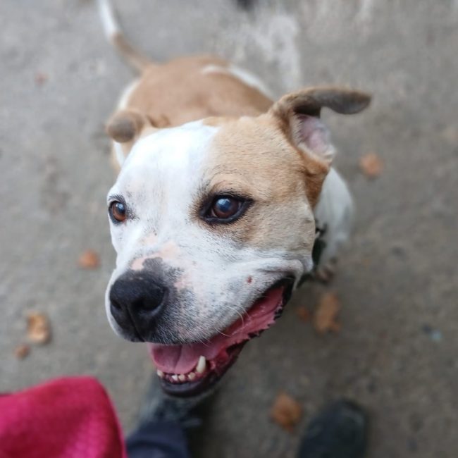 Taison - Chien à adopter