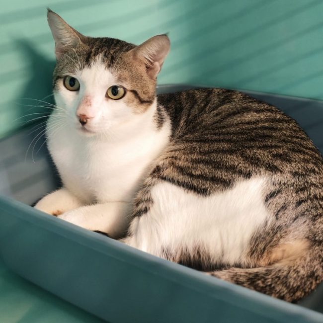 Tigris - Chat Européen à adopter