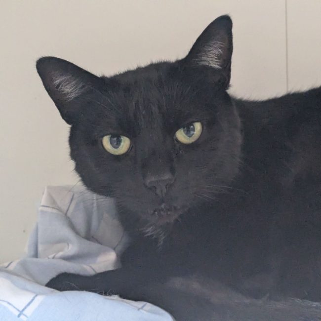 Maddy - Chat Européen à adopter