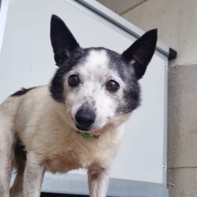Pépé - Chien Ratier pragois à adopter