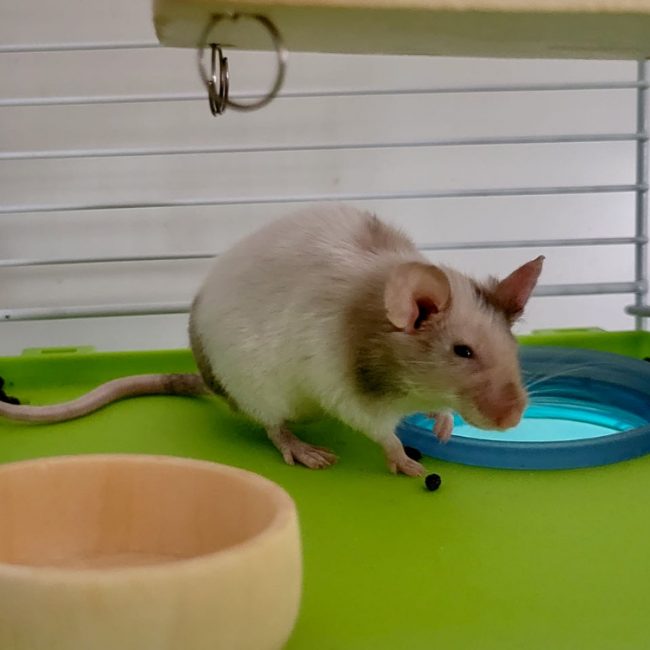 Doowee - Rongeur Souris à adopter