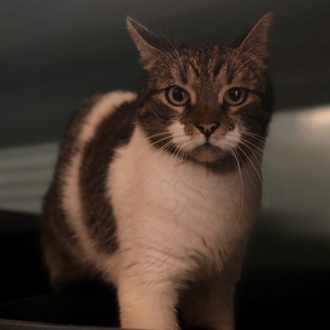 Sganarelle - Chat Européen à adopter