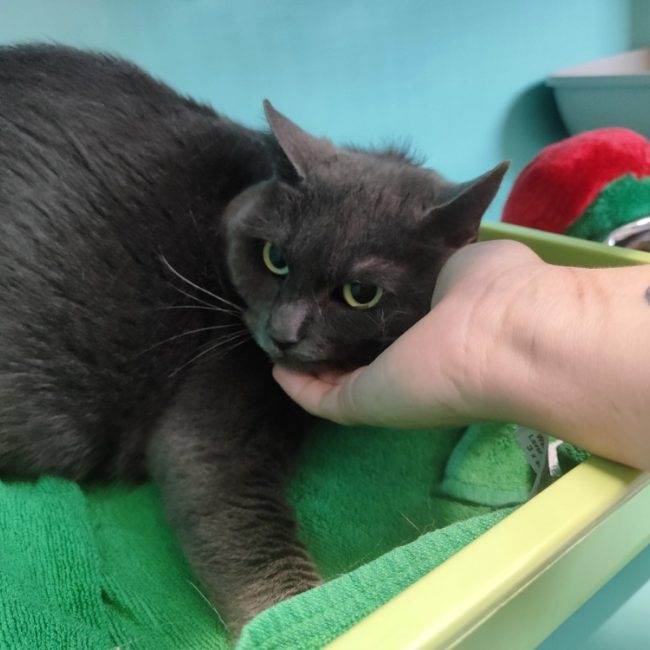 Minouche - Chat Européen à adopter