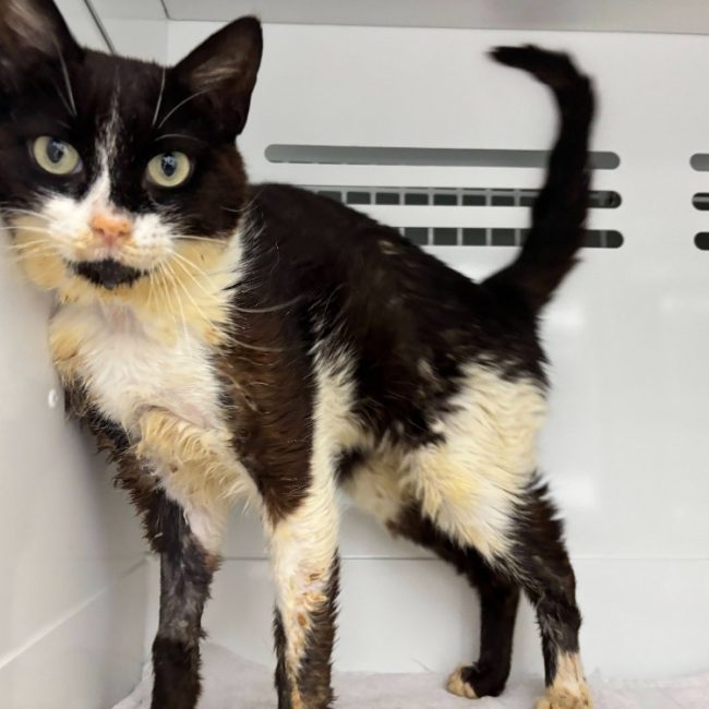 Sahara - Chat Européen à adopter