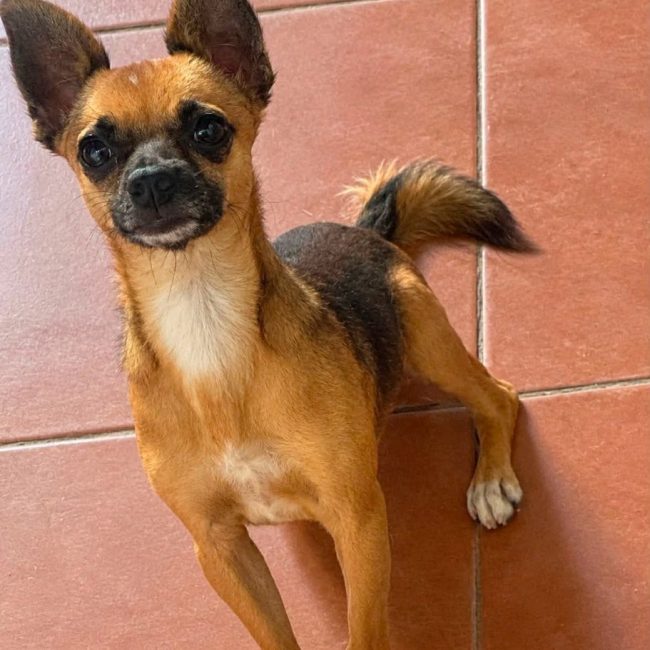 JOY - Chien à adopter
