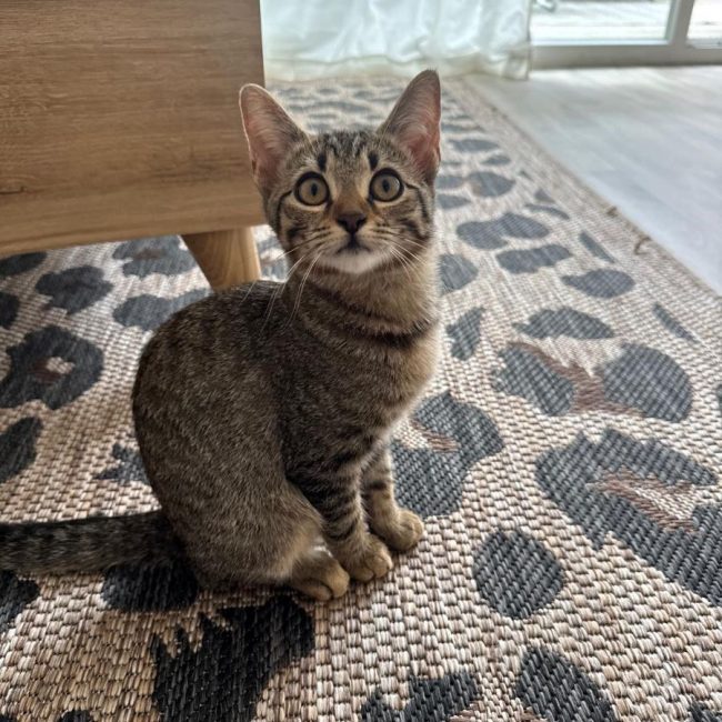 Opale - Chat Européen à adopter