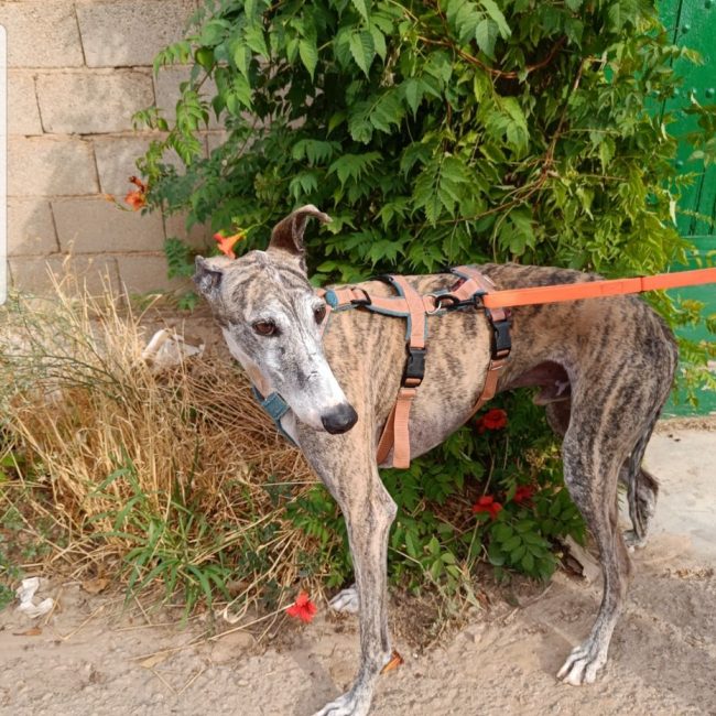ARGOS - Chien à adopter