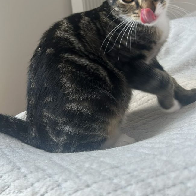 Shoopi - Chat à adopter