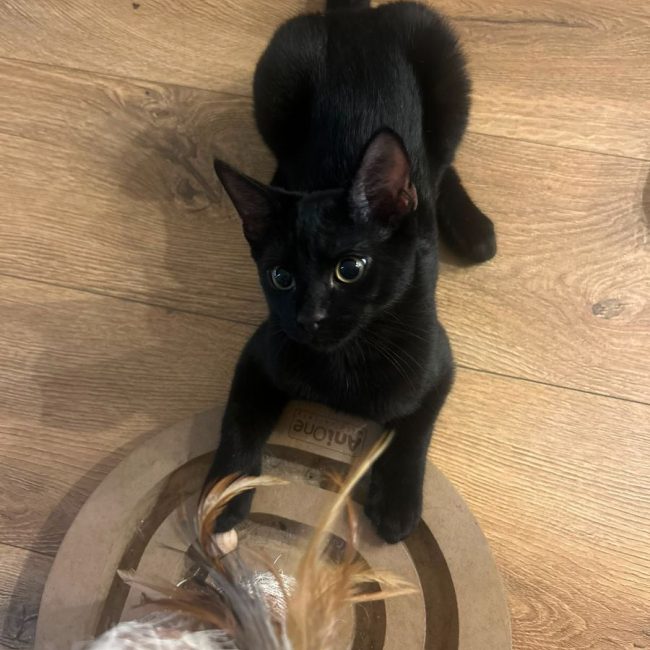 Mouwnny - Chat à adopter