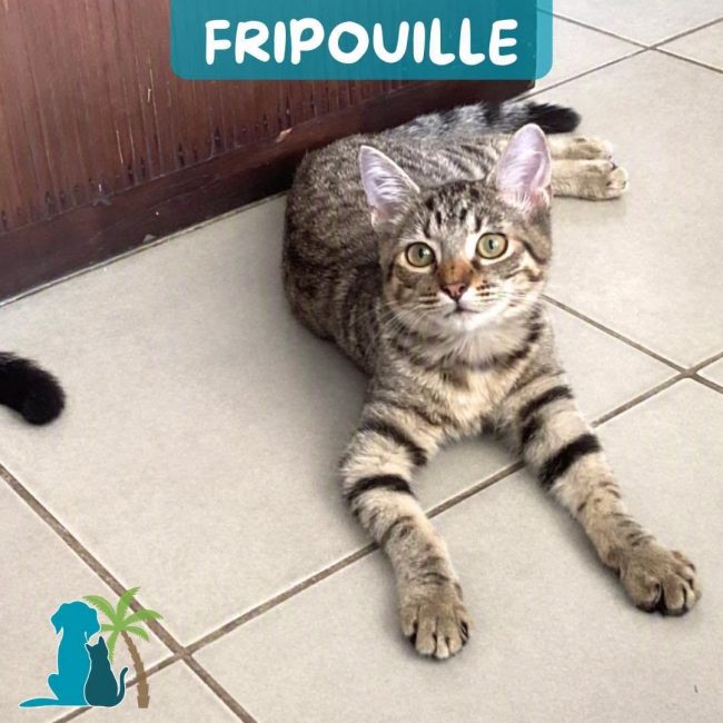 FRIPOUILLE - Chat Européen à adopter