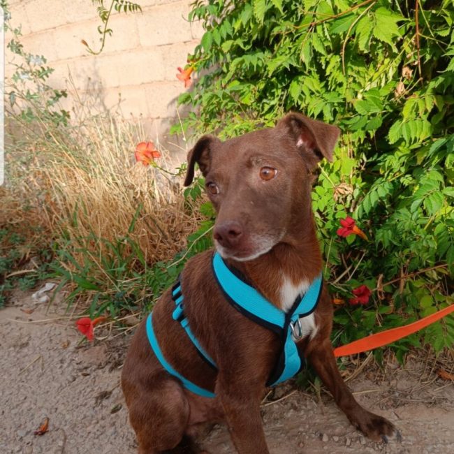 CACAO - Chien à adopter