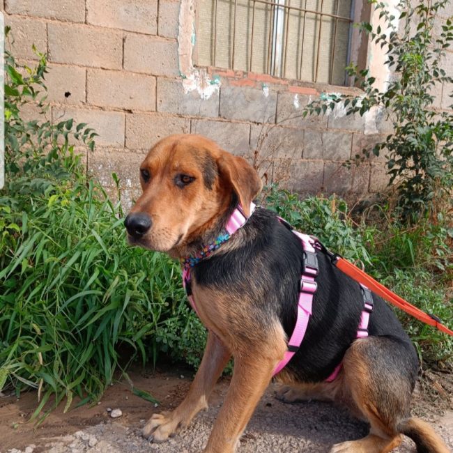 MAY - Chien à adopter