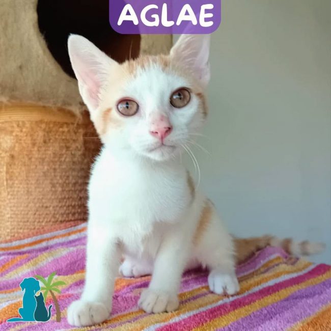 AGLAE - Chat Européen à adopter