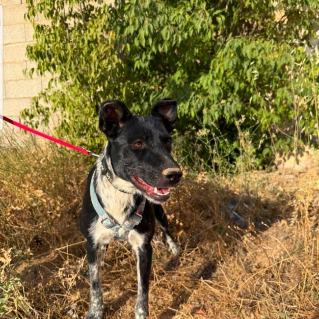 SARA - Chien à adopter