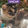 SACHA