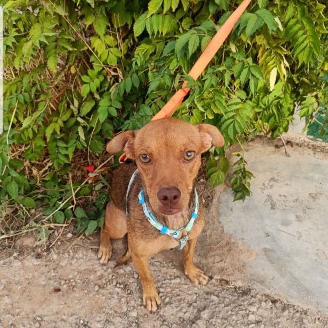 SIENA - Chien à adopter