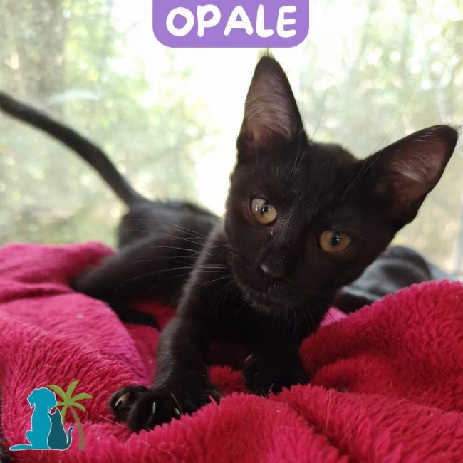 OPALE