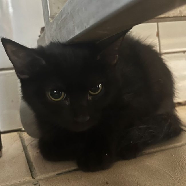 Nyx