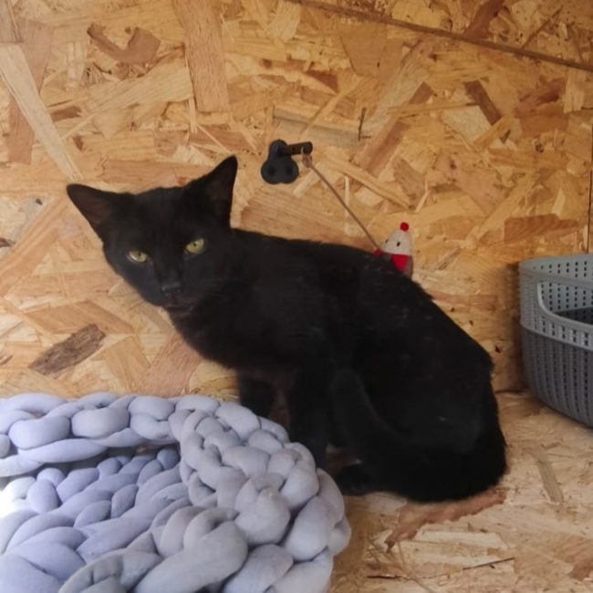Blacky
