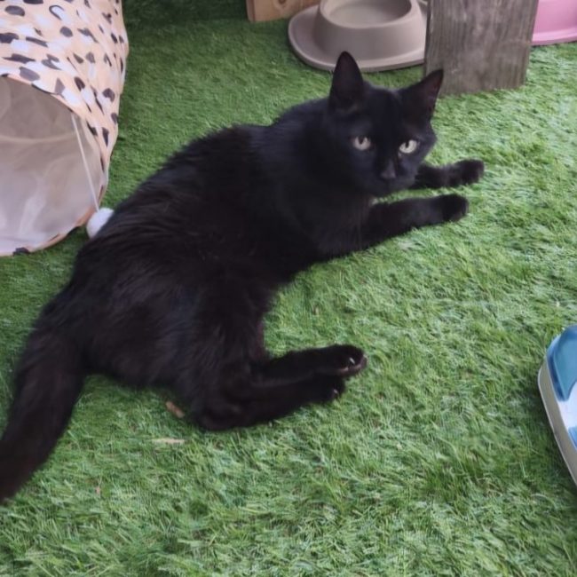 Blackynou - Chat à adopter