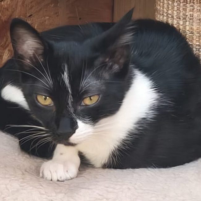 Jasmine - Chat à adopter