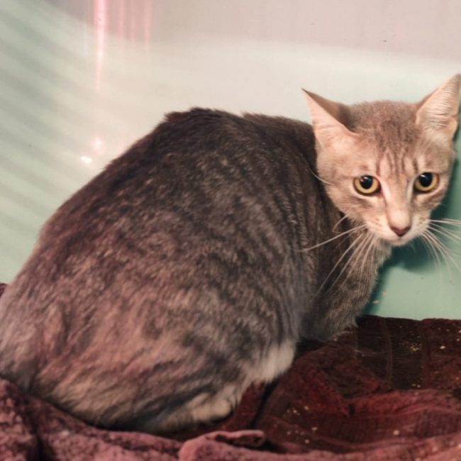 Lizzie - Chat Européen à adopter