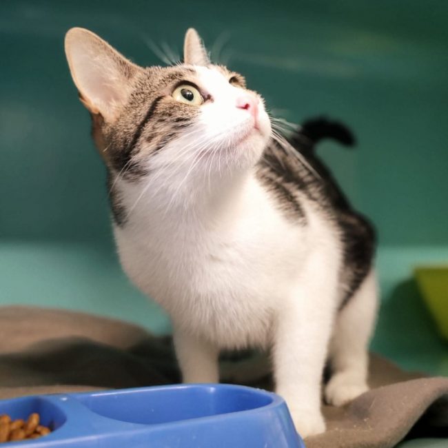 Marki - Chat Européen à adopter
