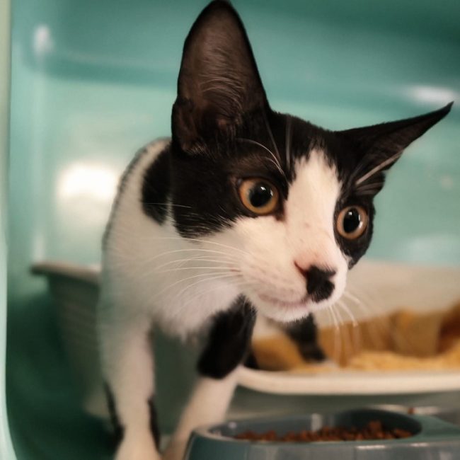 Mira - Chat Européen à adopter