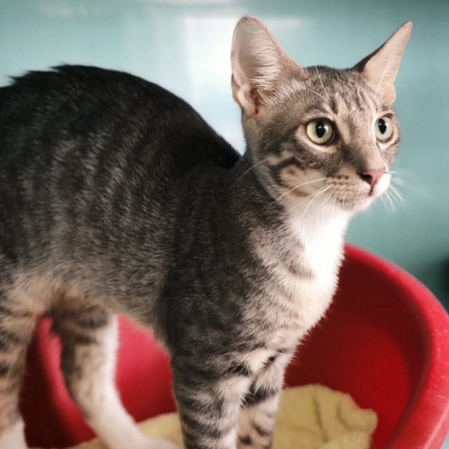 Pakitos - Chat Européen à adopter
