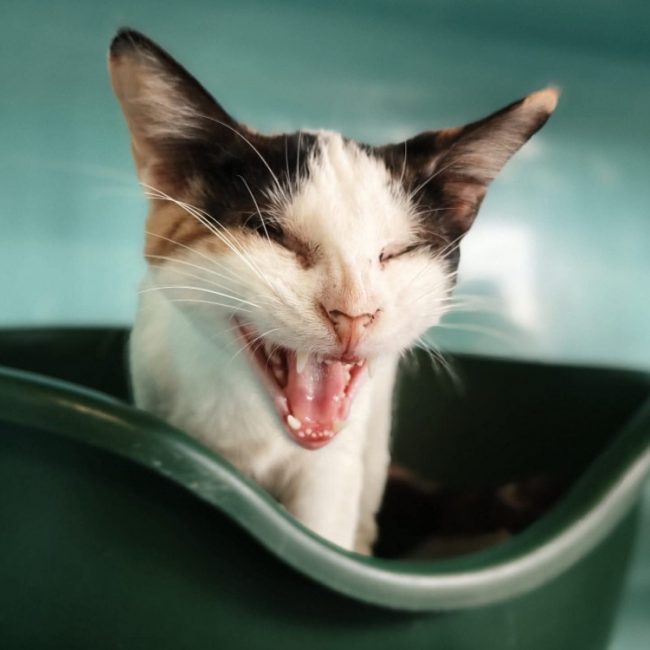 Palmina - Chat Européen à adopter