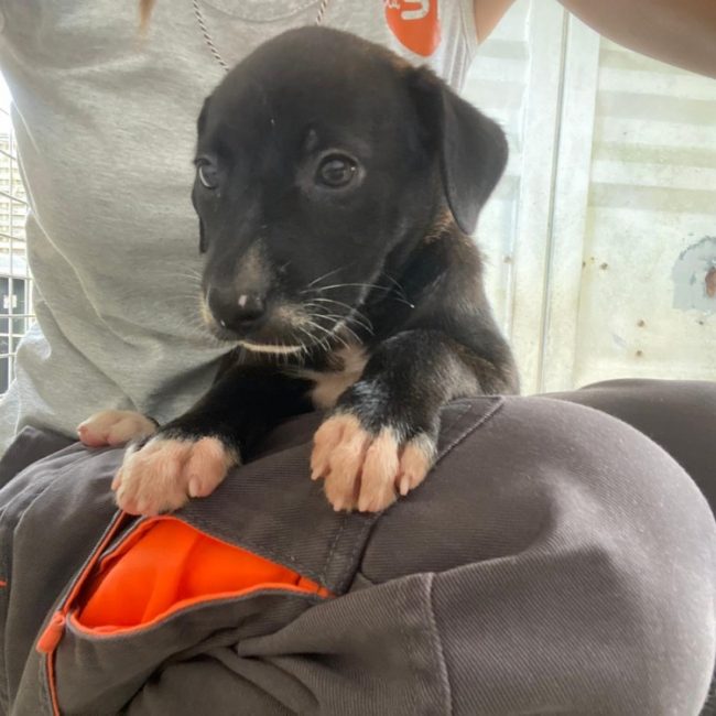 Paris - Chien à adopter