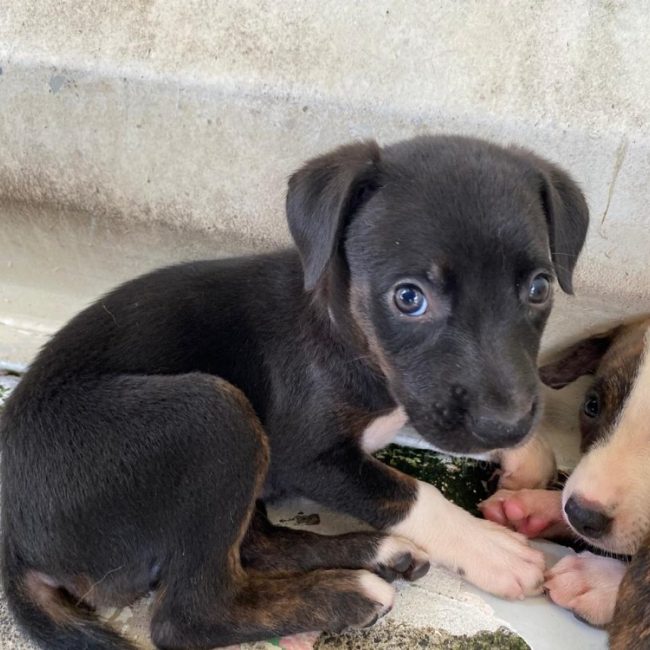 Phuket - Chien à adopter